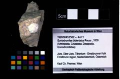 Foto (Objekt + Etikett) von Goniodromites bidentatus (Reuss, 1859)  (NHMW-GEO-1990-0041-2582)